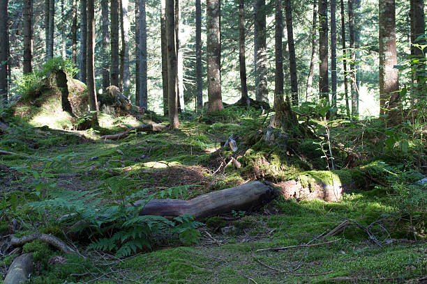 istock Deep moss forest trees. Nature green wood sunlight backgrounds. 585501486