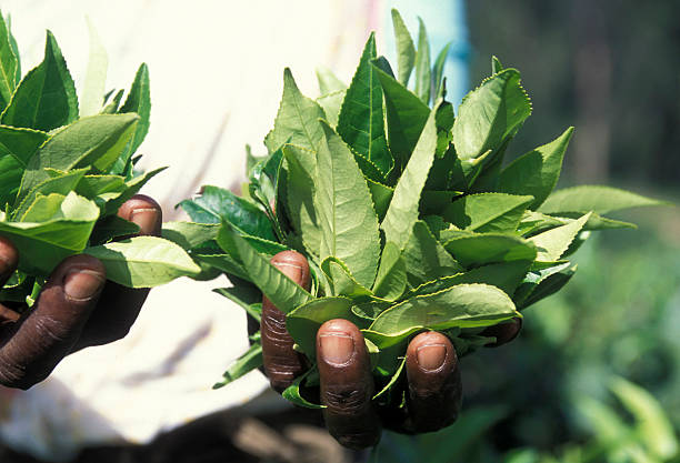 istock SRI LANKA NUWARA ELIYA TEA PLANTATION 585502576