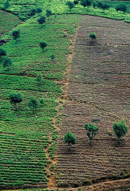 istock SRI LANKA NUWARA ELIYA TEA PLANTATION 585502818