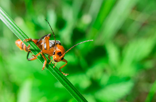 istock Macro of the orange black bug looking to the camera 585503316