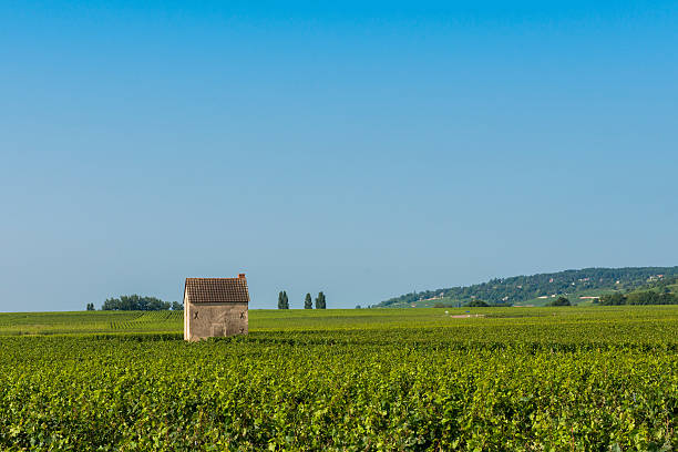 Vineyard at Beaune with small vineyard house, France.