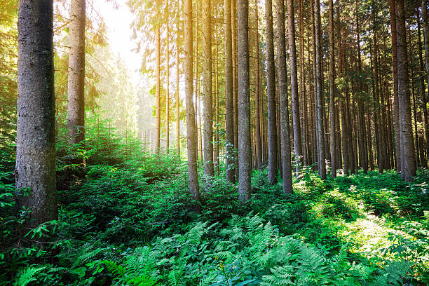 istock Deep moss forest trees. Nature green wood sunlight backgrounds. 585503544