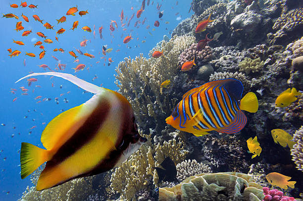 istock Coral landscape.Red Sea, Egypt 585503686