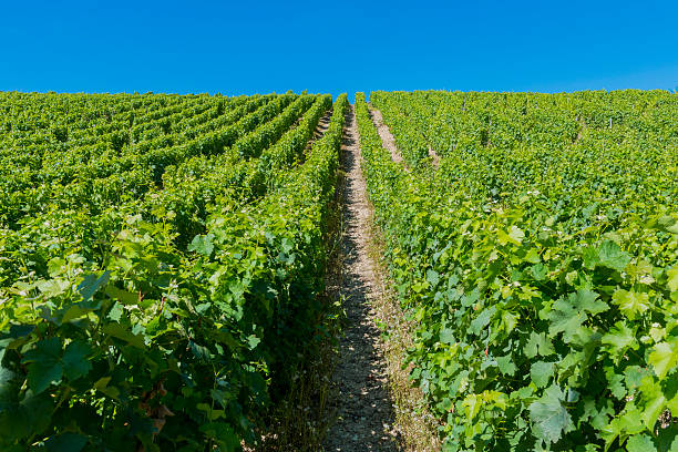 vineyard in sancerre - cher 個照片及圖片檔