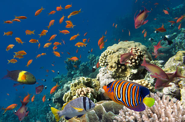 istock Reef with a variety of hard and soft corals 585504040