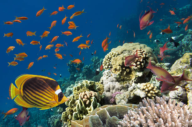 istock Reef with a variety of hard and soft corals 585504086