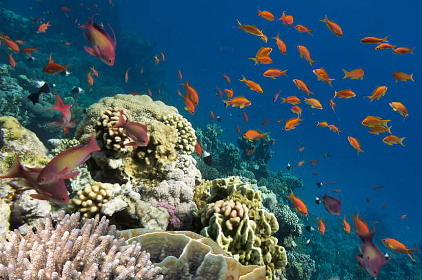 istock Reef with a variety of hard and soft corals 585504124