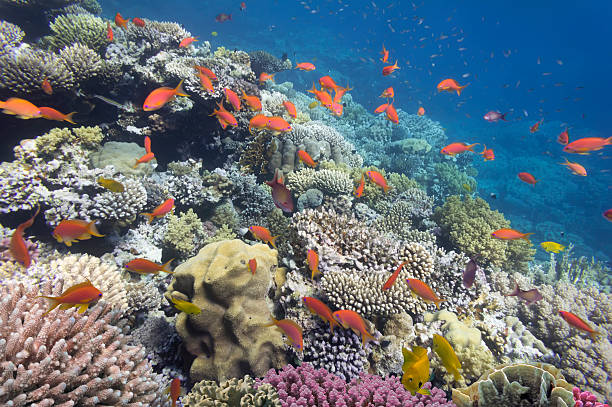 istock Coral and fish in the Red Sea. Egypt 585504190