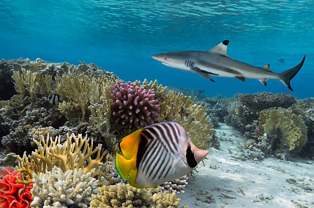 istock Colorful underwater coral reef with yellow stripped fish and big 585504506