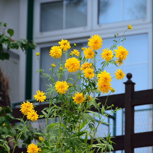 Yellow flowers in vibrant bloom with a blurred garden and pool in the background.