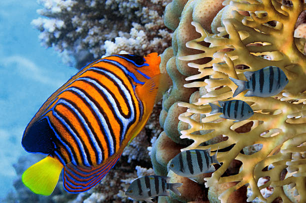 istock Regal Angelfish in the Red Sea, Egypt 585504738