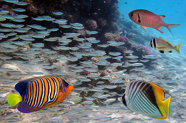 istock Group coral fish in blue water 585504810