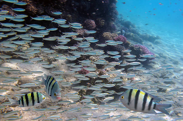 istock Group coral fish in blue water 585504848