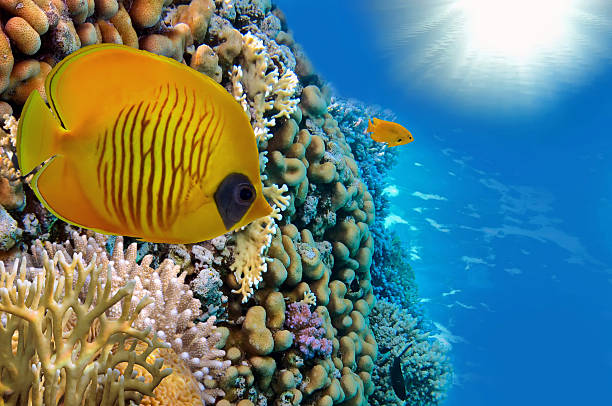 istock Masked Butterfly Fish and coral reeft 585504892