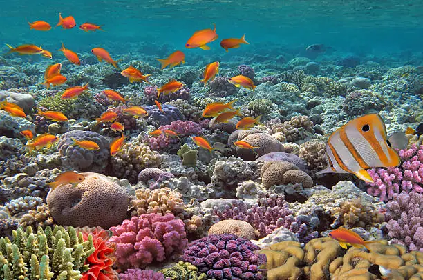 Coral landscape.Red Sea, Egypt