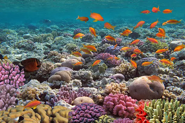 Coral landscape.Red Sea, Egypt