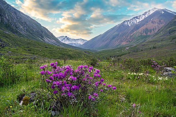 istock rosemary flowers blooms in a meadow in tunka range 585505280