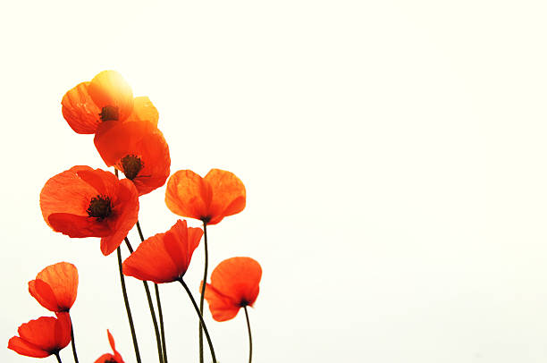Wild red poppy