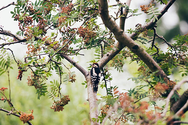 Lesser Spotted Woodpecker (Dendrocopos minor) perched on branch Lesser Spotted Woodpecker (Dendrocopos minor) perched on branch lesser spotted woodpecker stock pictures, royalty-free photos & images