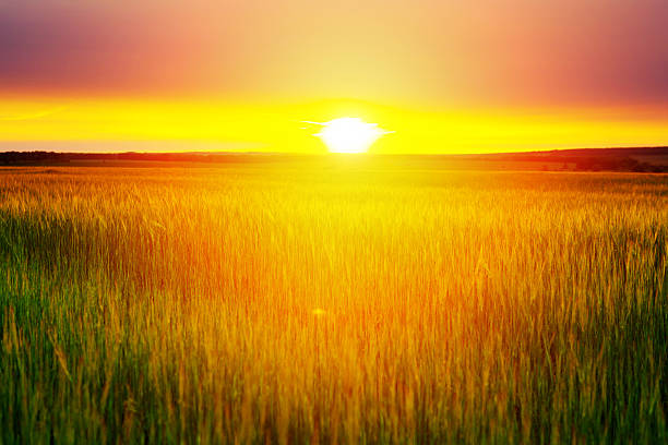 istock Sunset on the field of wheat. 585507550