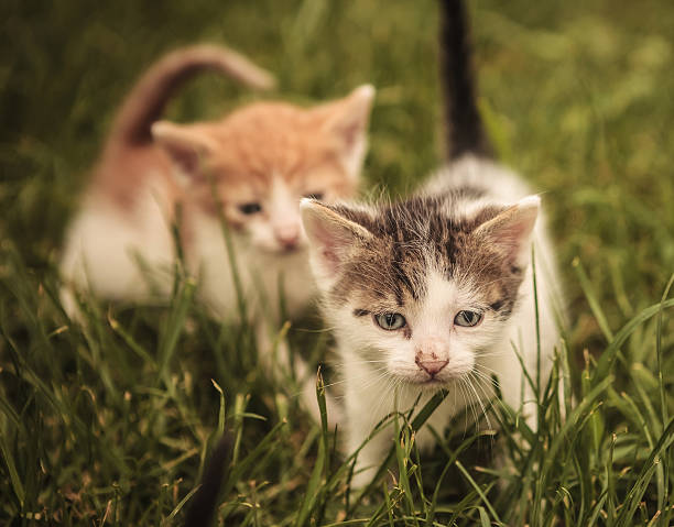 istock two cats in the grass, one is walking 585507880