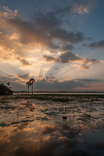 istock Coconut trees silhouetted with beautiful sunset background Asia. 585508408