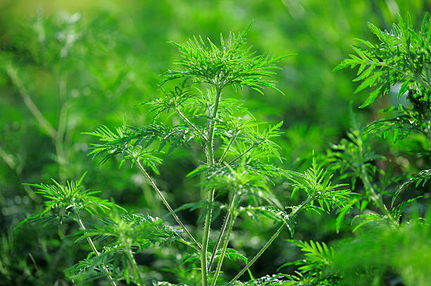istock Bush young ambrosia 585508446