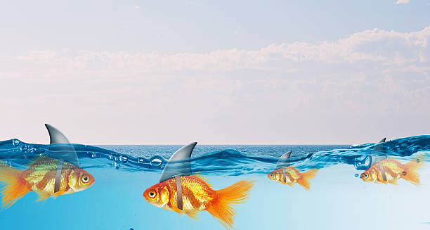 istock Gold fish with shark flip . Mixed media 585508944