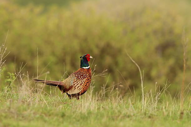 istock phasianus colchicus rooster on lawn 585509514