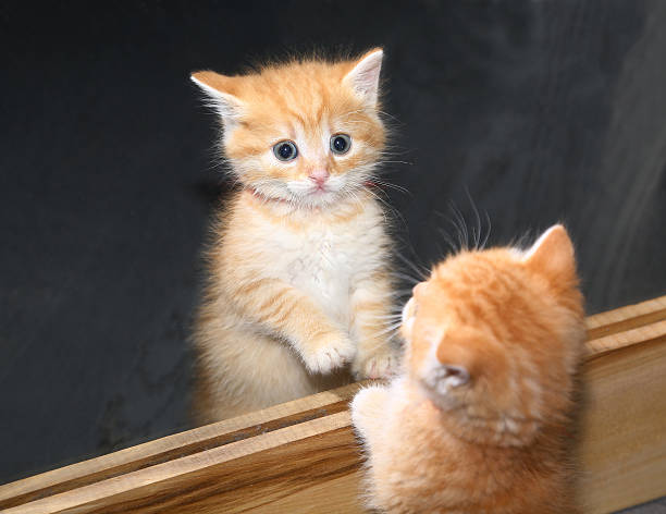 gatito en el espejo, reflejo - kitten newborn animal domestic cat feline fotografías e imágenes de stock