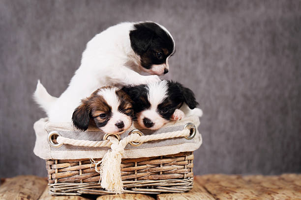 istock three puppies in a wicker basket 585511446