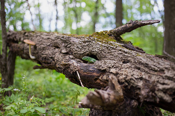 Green lizard in the wild sitting on a tree.