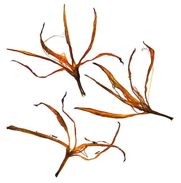 istock Dried lily petals and pressed flowers 585511672