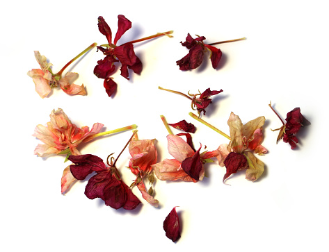 geranium, dry delicate flowers and petals of pressed pelargonium, isolated on white background scrapbook