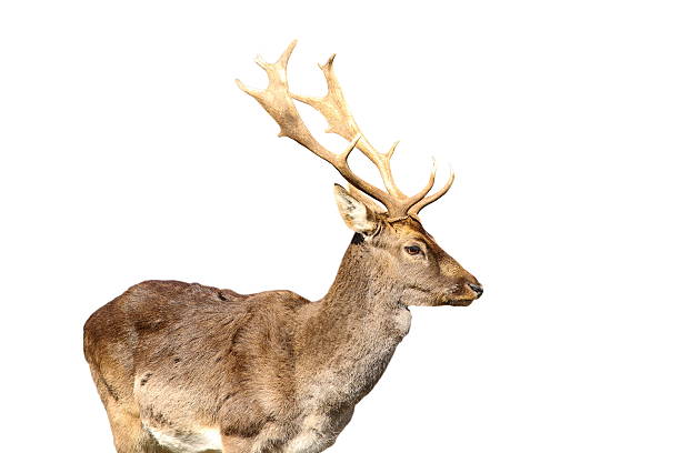 istock isolated young fallow deer male 585513130