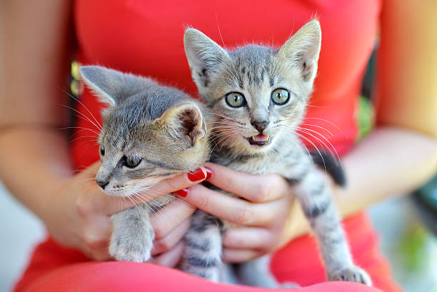 istock Woman holding two Cute tabby kittens 585513666