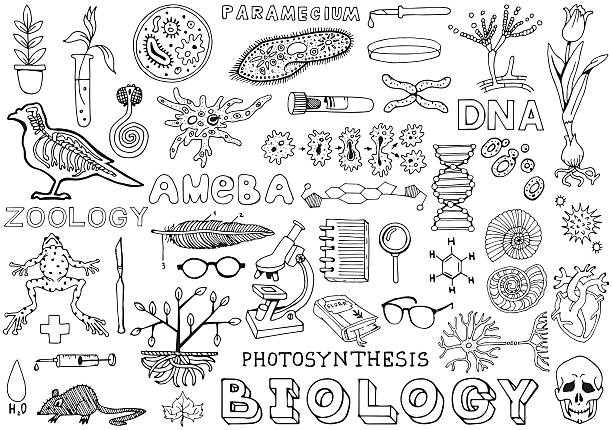 illustrazioni stock, clip art, cartoni animati e icone di tendenza di biologia scienza doodle disegno a mano elementi isolati. scienza e istruzione. - science botany chemistry formula