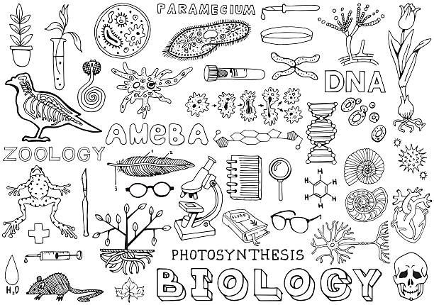 ilustrações de stock, clip art, desenhos animados e ícones de biology science doodle hand drawing isolated elements. science and education. - science botany chemistry formula