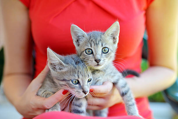 cat, animal, kitten, cute, pet, domestic, feline, kitty, mammal, beautiful, portrait, funny, white, relax, happy, young, resting, pets, love, close, comfortable, Kitten in Woman Hands, Two kittens