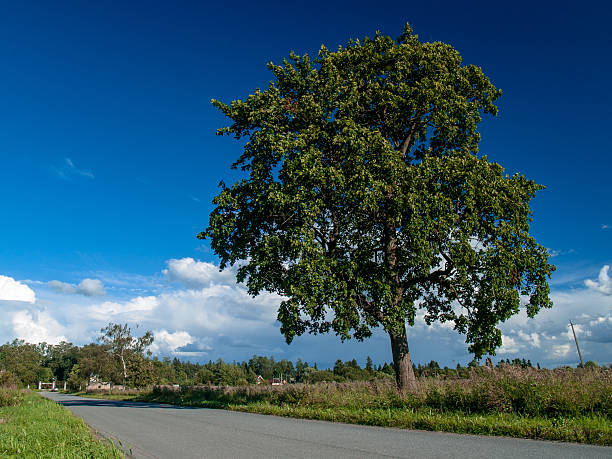 istock Big luxury tree near the road 585514156