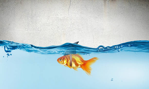 istock Gold fish with shark flip . Mixed media 585514234