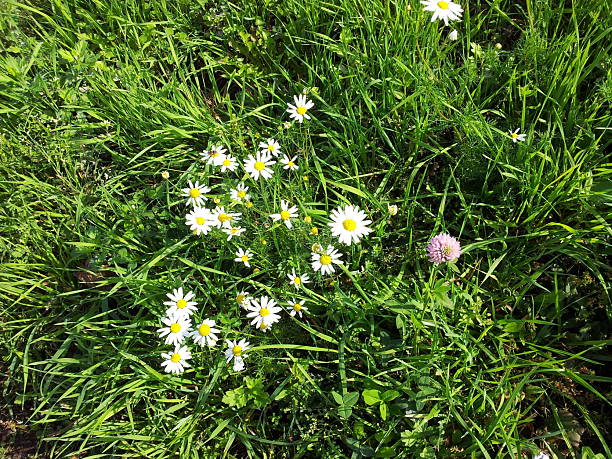 istock chamomile at dry sunny day 585514394
