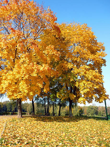 istock maple alley at autumn 585515582