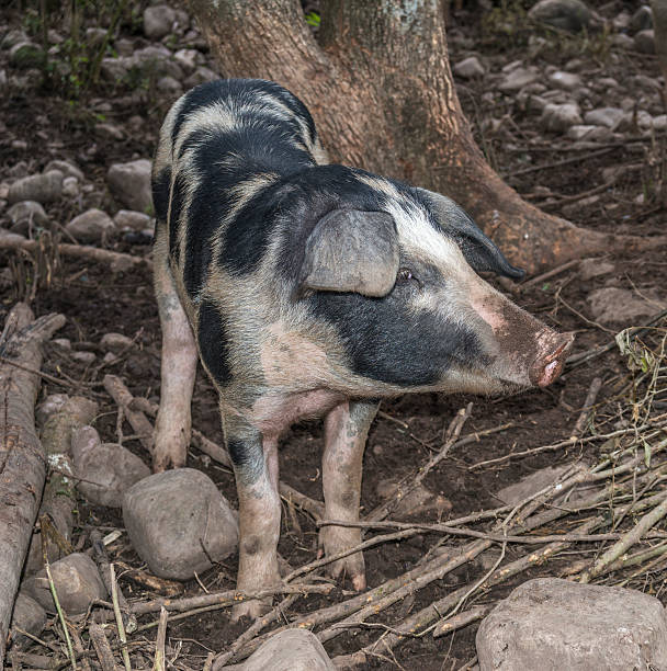 istock portrait of a pig 585515890