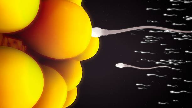 istock In vitro fertilisation 585516860