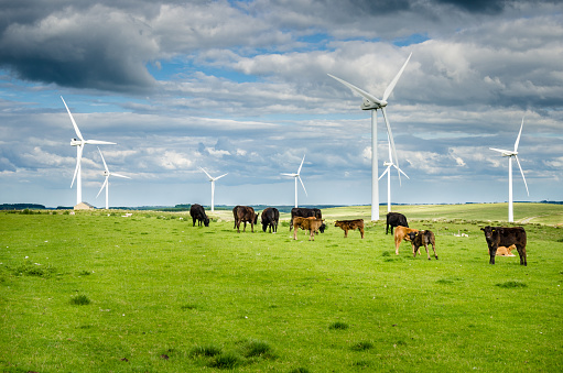 Energía eólica planeada en un campo cubierto de hierba con vacas pastando photo