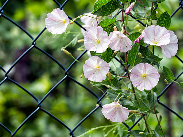 Pink flowers, invasive weed.