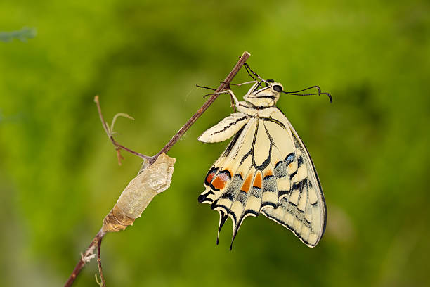 istock Closeup butterfly  emerging from chrysalis on twig on green background. 585518762