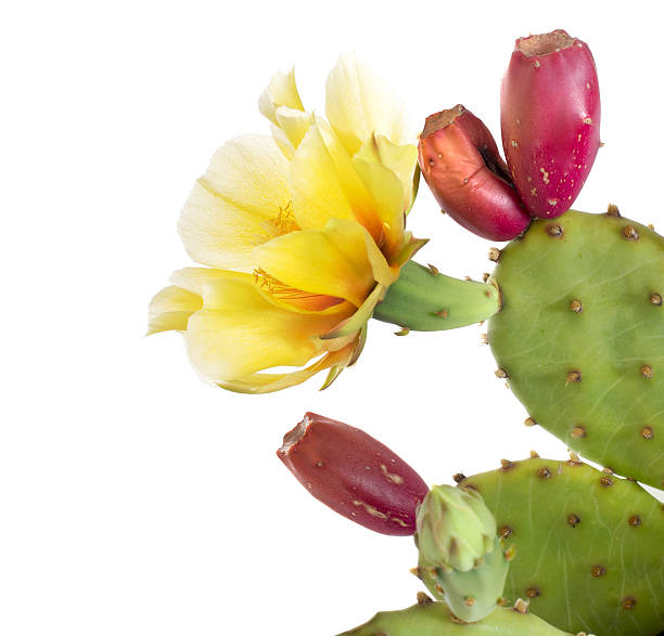 opuntia ficus indica. fleurs et jeunes fruits, isolés - cactus flower prickly pear cactus prickly pear fruit photos et images de collection
