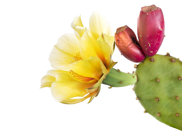 opuntia ficus indica. fleurs et jeunes fruits, isolés - prickly pear cactus photos et images de collection